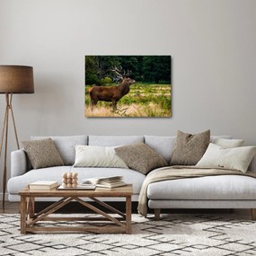 Obraz jelenia (70x50 cm)