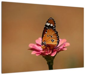Obraz na szkle - motyl na kwiatku (70x50 cm)