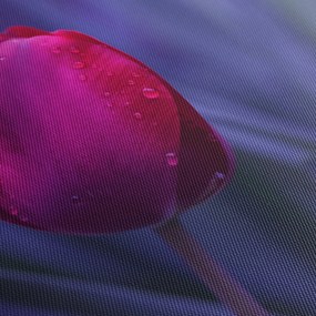 Obraz pąka tulipana (170x50 cm)