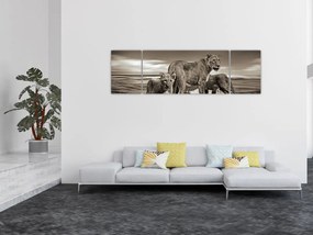 Obraz czarno - białych lwów (170x50 cm)