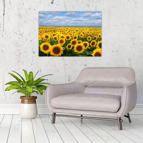 Obraz pola słoneczników (70x50 cm)