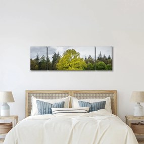 Obraz zielonego drzewa na środku pola (170x50 cm)
