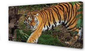 Fotoobraz na płótnie Tygrys w Gęstwinie Lasu