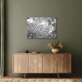 Obraz na szkle - Beżowa miękka trawa N⁰1 (70x50 cm)