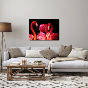 Obraz czerwonych flamingów (70x50 cm)