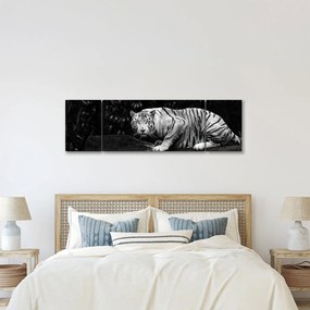 Obraz - Tygrys albinos, czarno - biały (170x50 cm)