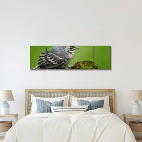 Obraz - Muchołówka (170x50 cm)