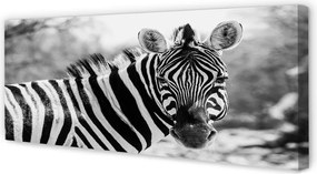 Zdjęcie na płótnie Zebra w Stylu Retro