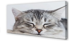 Obraz na płótnie Słodki Śpiący Kot