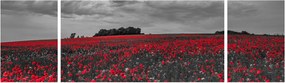Obraz maków (170x50 cm)