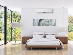 Obraz - Biała róża (170x50 cm)