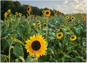 Obraz - Sunflower Field II. (70x50 cm)