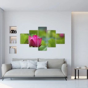 Obraz - roślina wodna (125x70 cm)