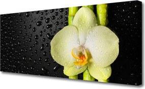 Duży obraz na płótnie Harmonijna Kompozycja Botaniczna