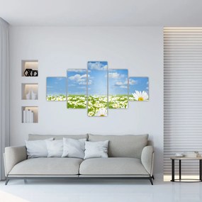 Obraz kwitnącej łąki ze stokrotkami (125x70 cm)