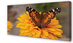 Obraz na płótnie Kolorowy Motyl i Kwiat