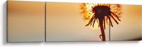 Obraz dmuchawca o zachodzie słońca (170x50 cm)