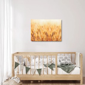 Obraz na szkle - pole z ziarnami (70x50 cm)