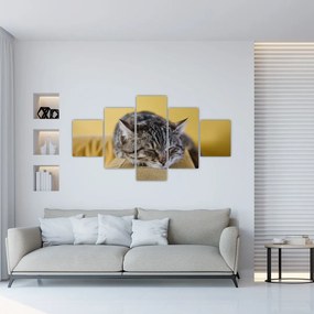 Obraz kota na kanapie (125x70 cm)