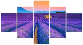 Obraz - Lewndowe pole (125x70 cm)