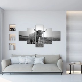 Obraz - Szkocka krowa, czarno - biały (125x70 cm)