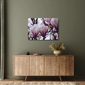 Obraz na szkle - Magnolia (70x50 cm)