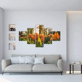 Obraz - pomarańczowe tulipany (125x70 cm)
