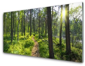 Panel Szklany Las Ścieżka Dróżka Przyroda