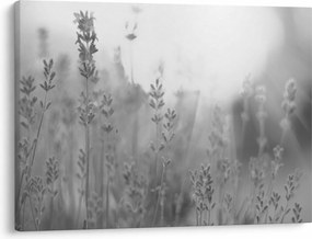 Obraz - Lawenda (70x50 cm)