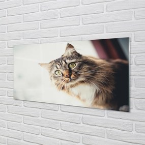 Panel Szklany Majestatyczny Maine Coon