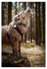 Lampka LED na obrożę White – Orbiloc