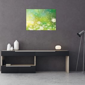Obraz na szkle - Kwitnące mlecze (70x50 cm)