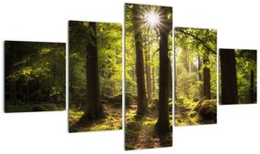 Obraz sennego lasu (125x70 cm)