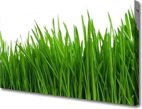 Obraz na płótnie Poranna Rosa na Trawie