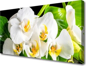 Obraz canvas Królewska Orchidea w Rozkwicie