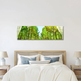 Obraz - Widok na las (170x50 cm)