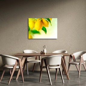 Obraz cytryn (70x50 cm)