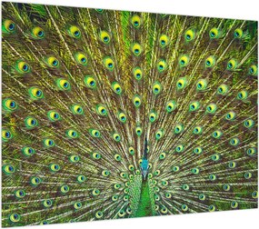 Obraz - Paw (70x50 cm)