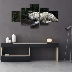 Obraz - Tygrys albinos (125x70 cm)
