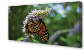 Obraz na płótnie Kolorowy Motyl na Płatkach Kwiatu