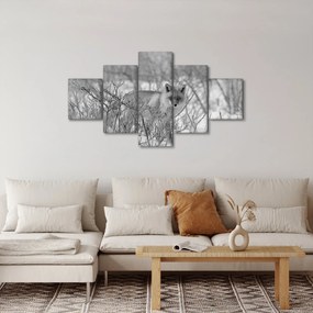 Obraz - Lis, czarno - biały (125x70 cm)