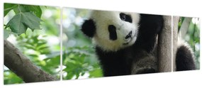 Obraz - Panda na drzewie (170x50 cm)