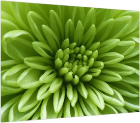 Obraz - Obraz rośliny w trybie makro (70x50 cm)