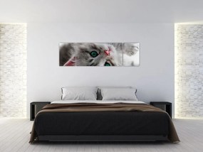 Obraz - Kot z zielonymi oczami (170x50 cm)