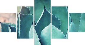 Obraz - Sukulent (125x70 cm)