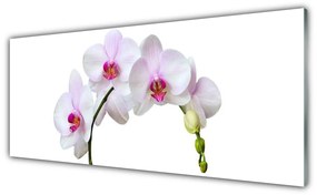 Obraz Szklany Storczyk Orchidea Kwiaty