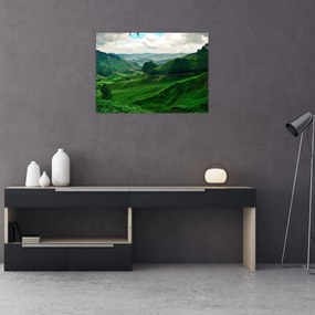 Obraz - Plantacje herbaty w Malezji (70x50 cm)