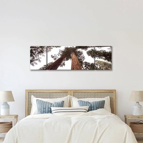 Obraz - Widok przez korony drzew (170x50 cm)