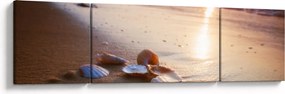 Obraz - Małże (170x50 cm)