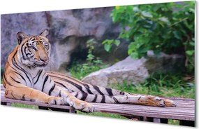 Szkło do Kuchni na Ścianę Majestatyczny Tygrys na Wybiegu